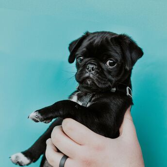 A black pug looking directly at the camera with a serious expression