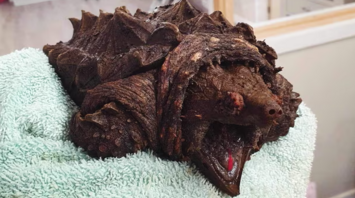 A dinosaur turtle