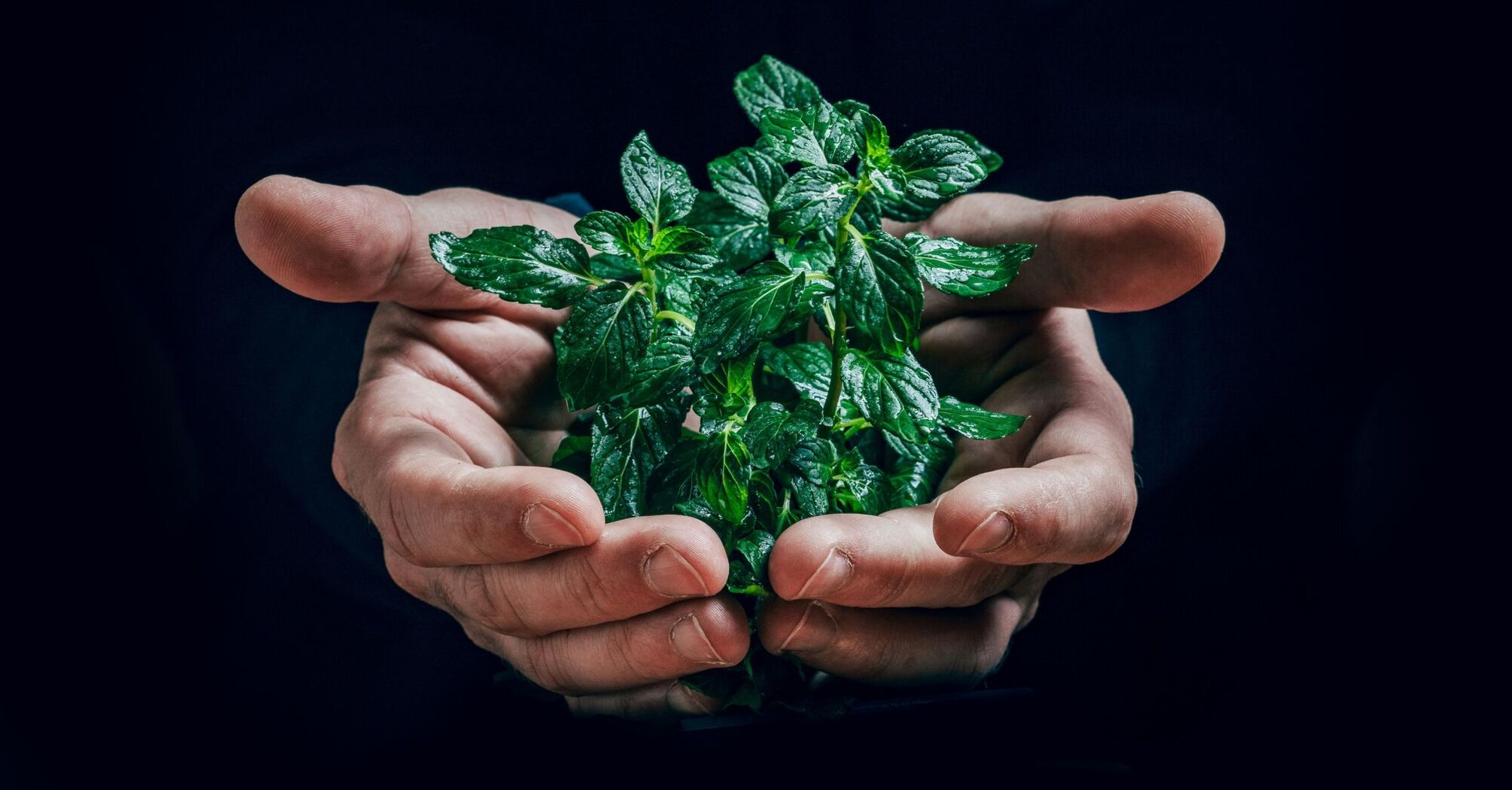 Hands holding a bunch of fresh mint leaves on a dark background