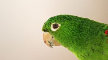 Close-up of a Hispaniolan parakeet with vibrant green feathers, a white eye-ring, and a curved beak against a light background