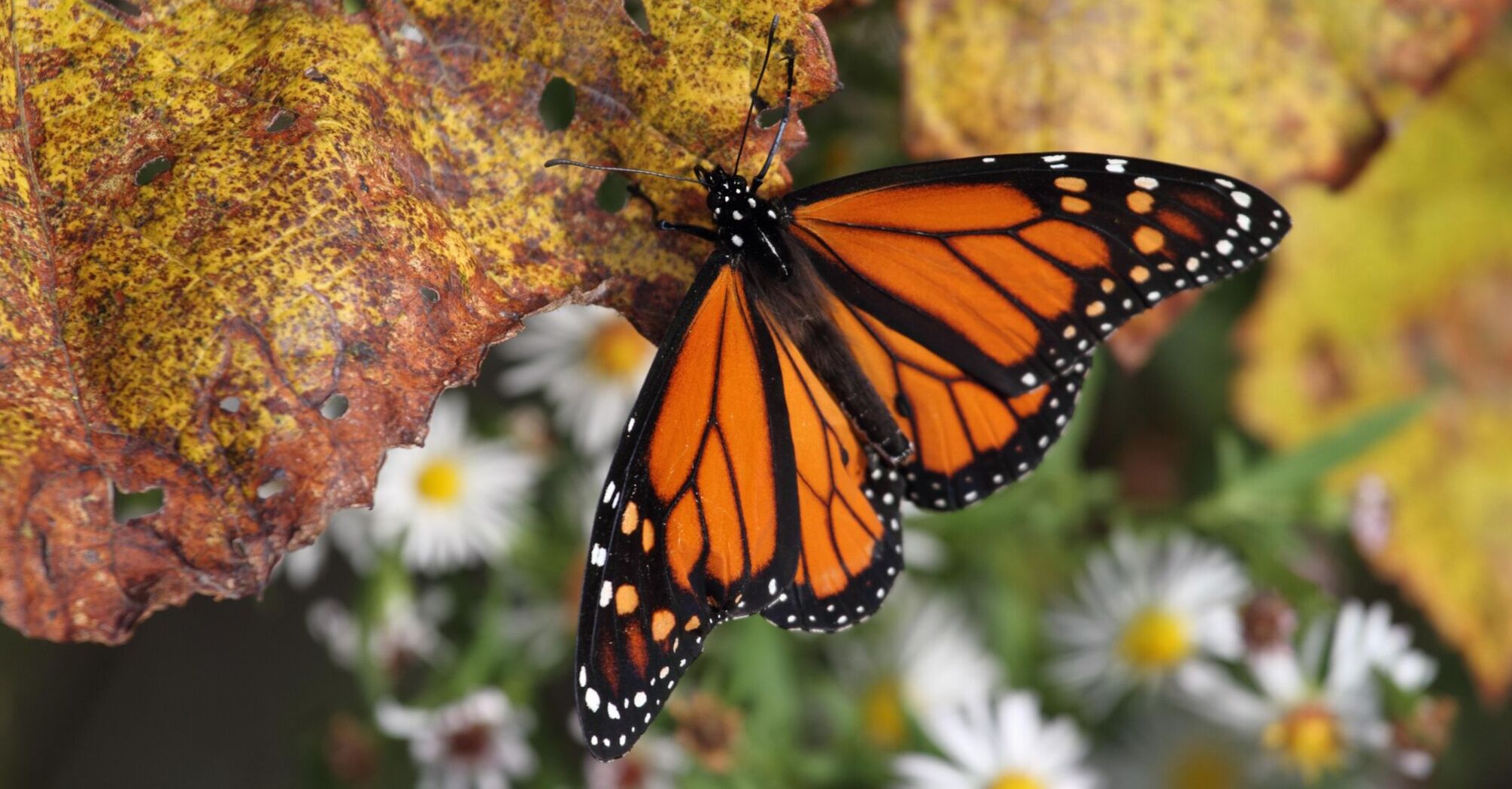 In Mexico, the population of monarch butterflies, which are under threat of extinction, has decreased