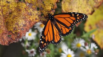 In Mexico, the population of monarch butterflies, which are under threat of extinction, has decreased