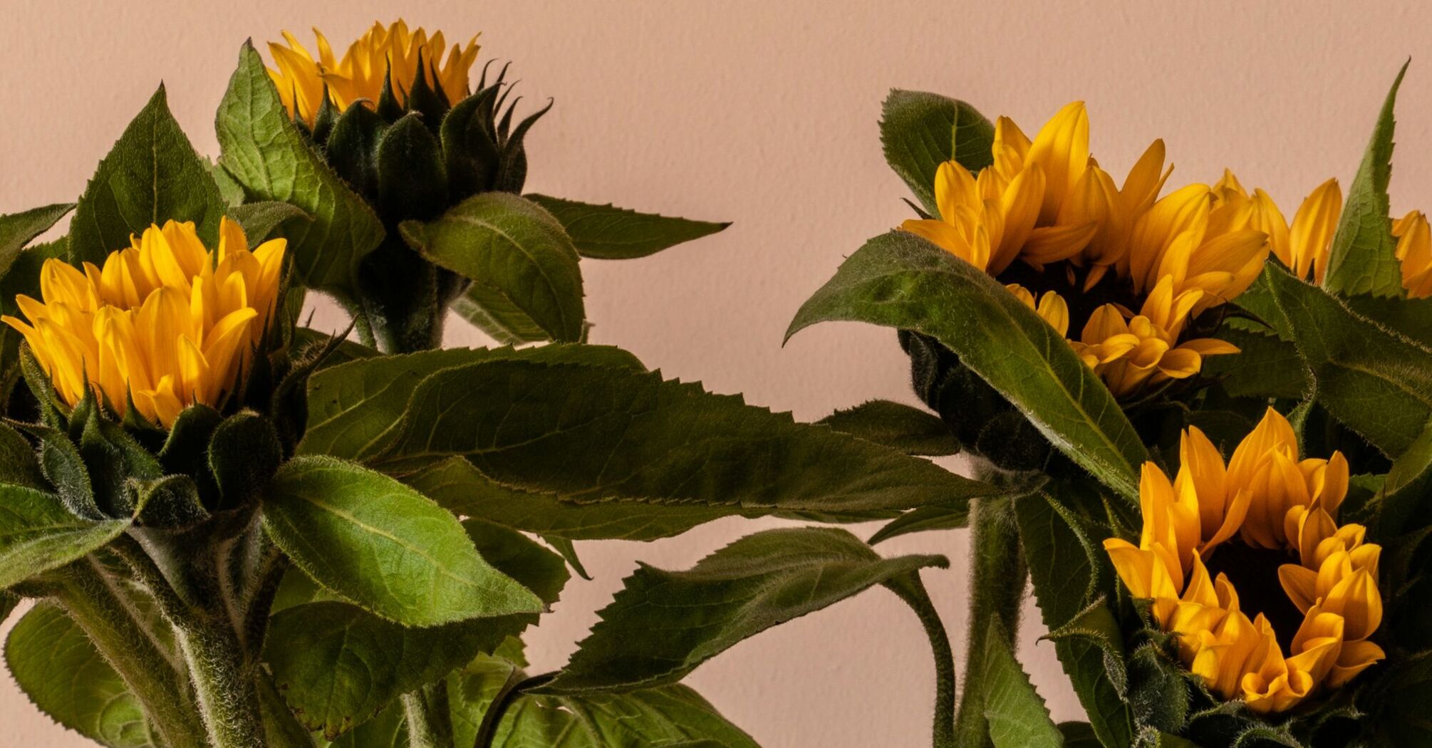 Valentine’s Day sunflower bouquet