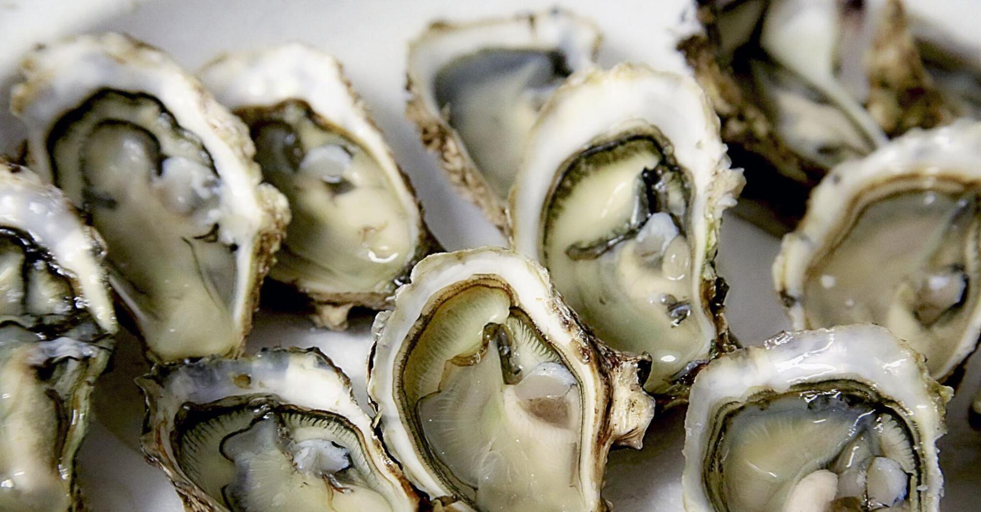 Beautiful presentation of freshly caught oysters