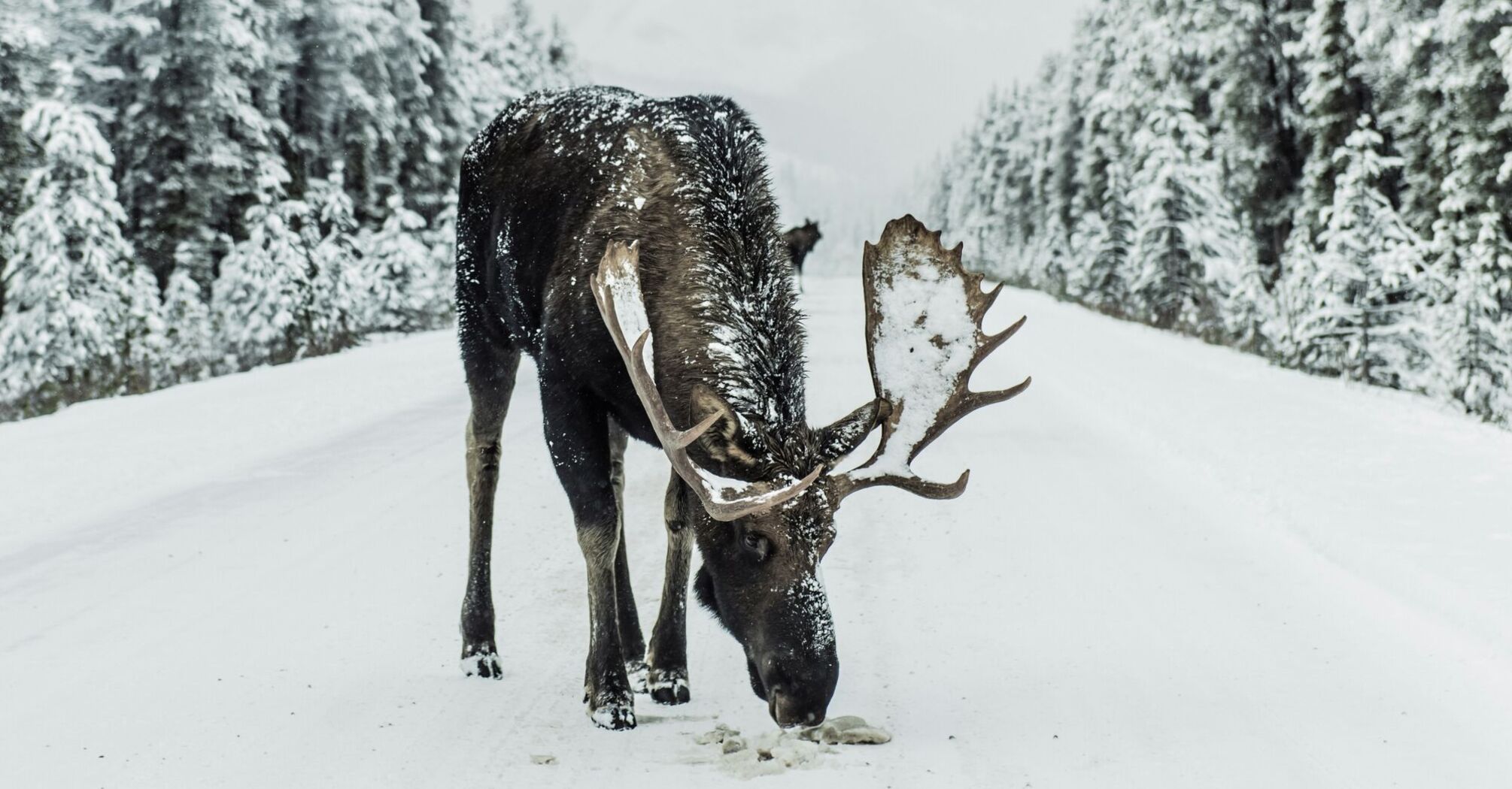 A moose came on the winter road