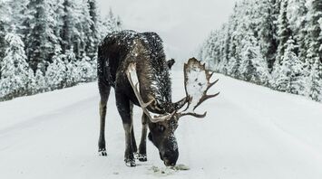 A moose came on the winter road