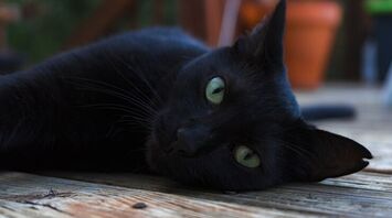 The cat wandered the streets until he fell ill