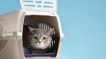 Traveling with pets: tips and tricks