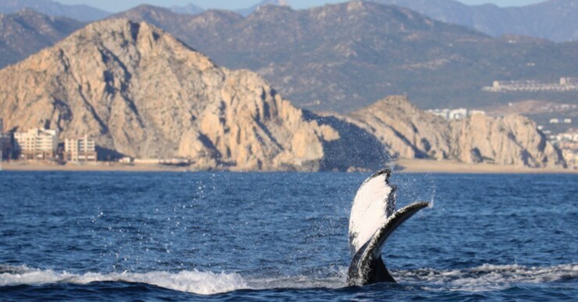 Whale watching in Ukraine