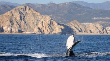Whale watching in Ukraine