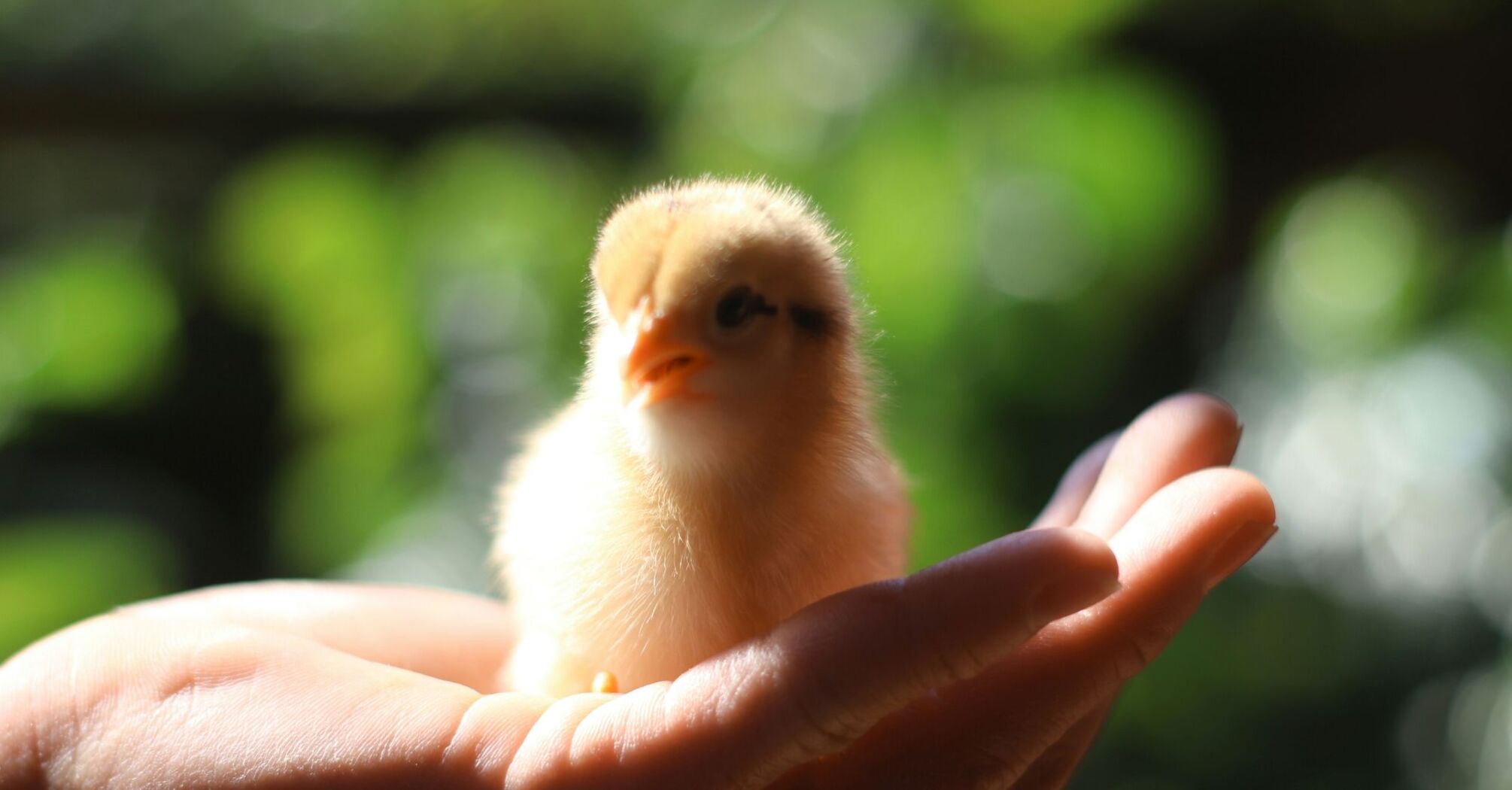 A small, fluffy yellow chick on a person's open palm against a blurred green background