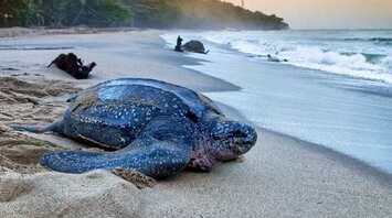 Sea turtle