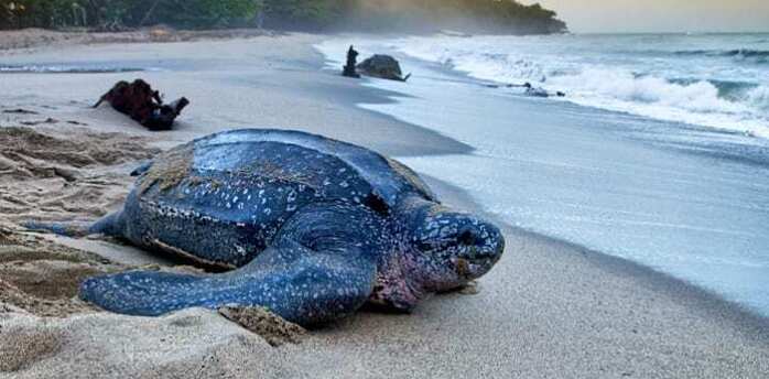 Sea turtle