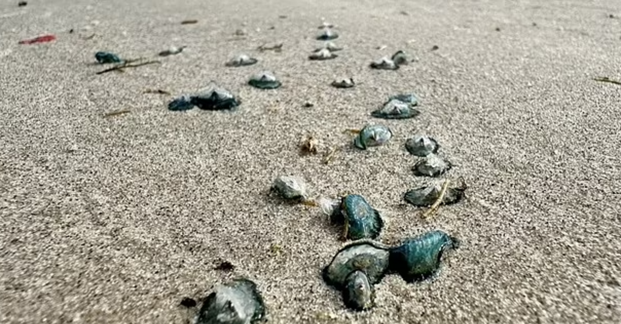 Poisonous "blue dragons" are spotted on the beaches of Texas