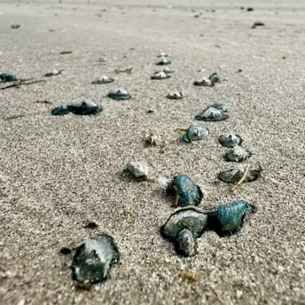 Poisonous "blue dragons" are spotted on the beaches of Texas