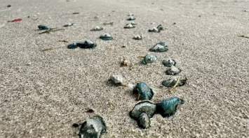 Poisonous "blue dragons" are spotted on the beaches of Texas