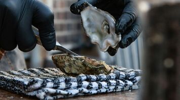 Northern California’s oyster