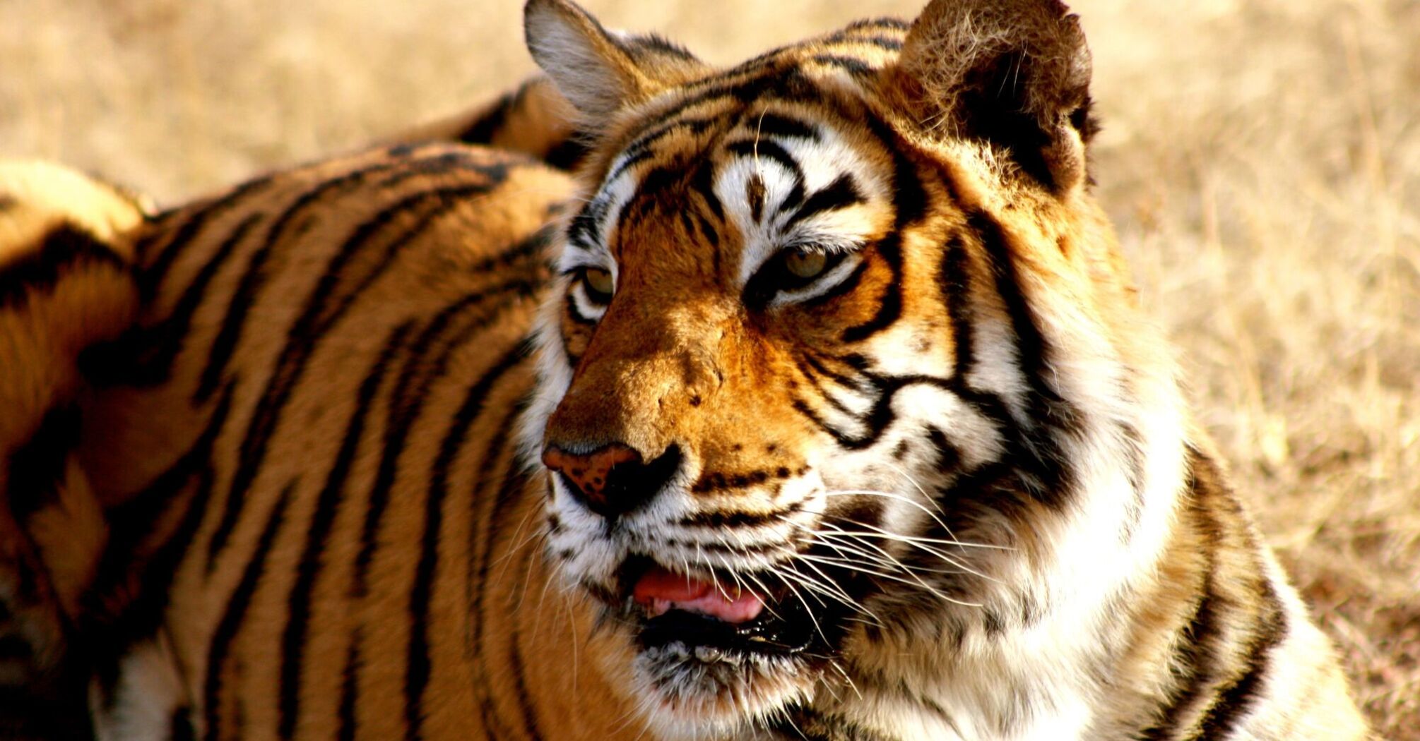A Bengal tiger with prominent black stripes on its orange fur, resting and looking to the side