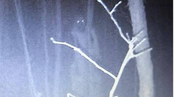 A terrifying creature with glowing eyes was captured by a camera hung in the forest. Photo.