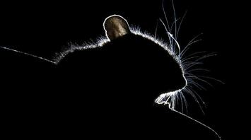 Mice at Frankfurt Airport: rodents were spotted in the waiting area