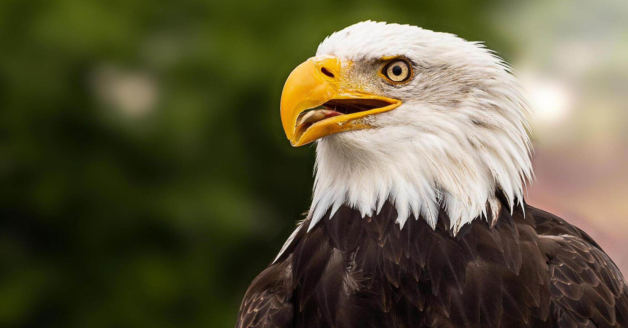 National symbol of the USA: where you can see a real bald eagle