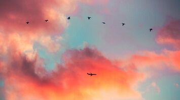 The Allegiant aircraft suffered damage to both engines due to a bird strike
