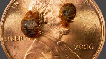 Unwanted guests: what to do if bedbugs are found in the room