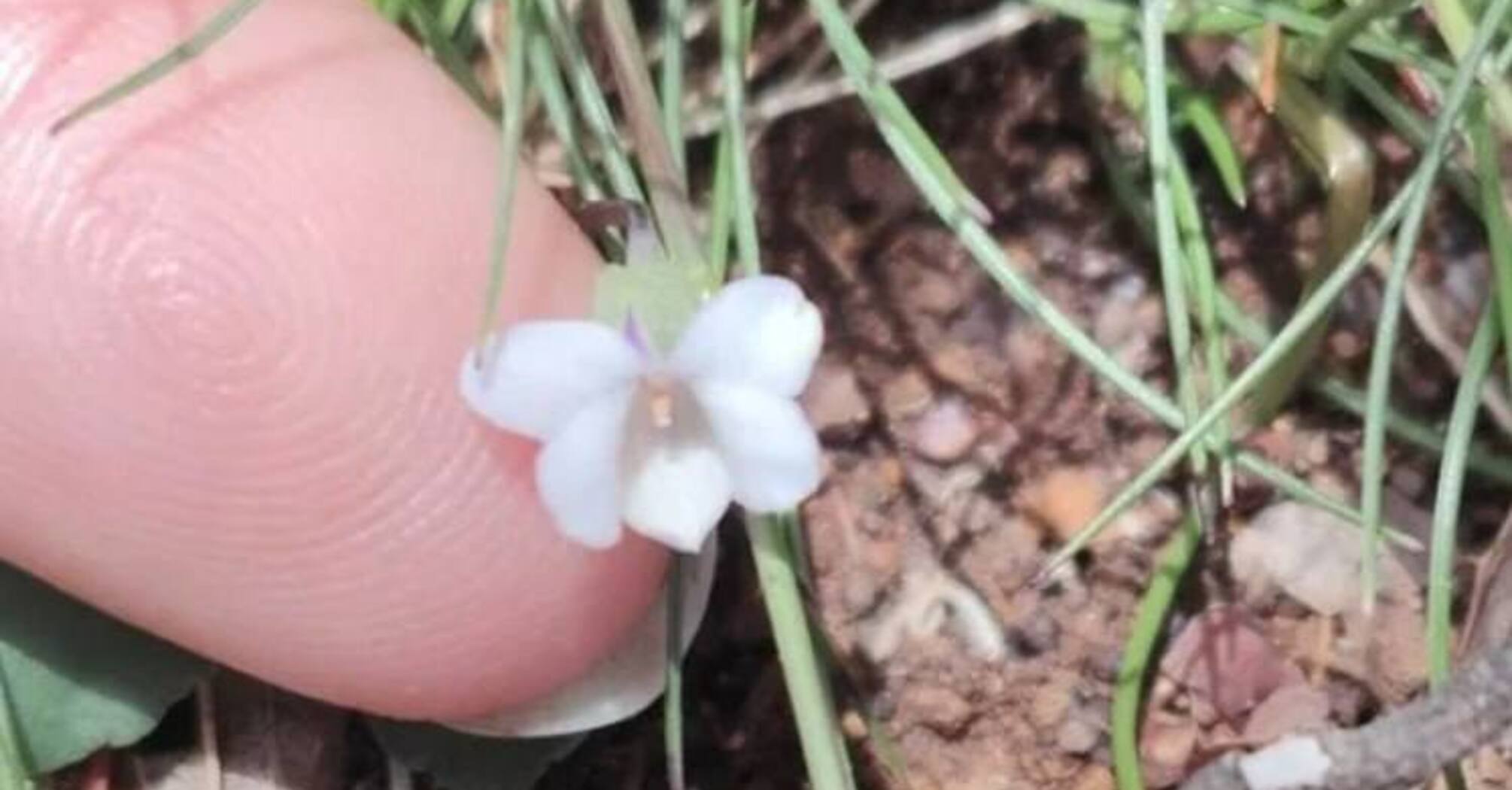 In Tasmania, a rare dwarf violet has been discovered for the first time in 200 years