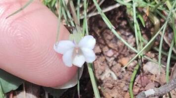 In Tasmania, a rare dwarf violet has been discovered for the first time in 200 years