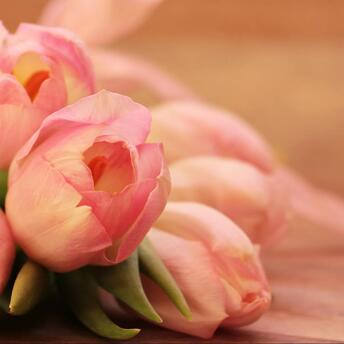 Beautiful spring flowers tulips