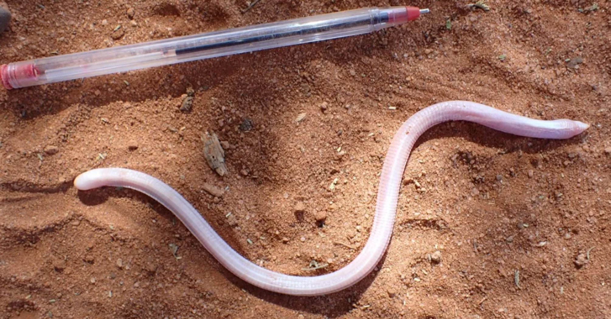 Somali sharp-nosed worm lizard