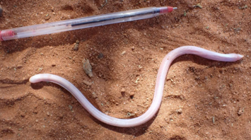Somali sharp-nosed worm lizard