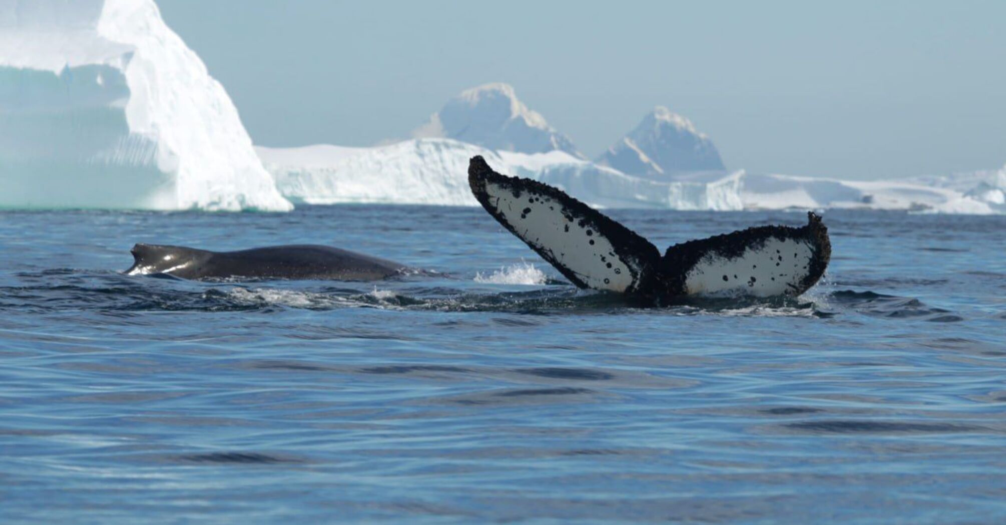 Whales in the Antarctic