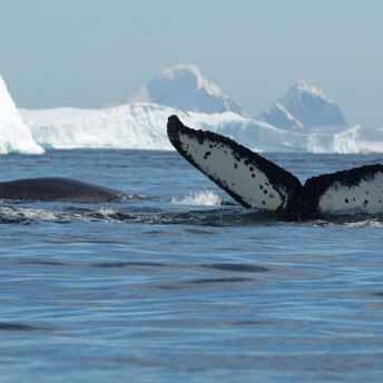 Whales in the Antarctic