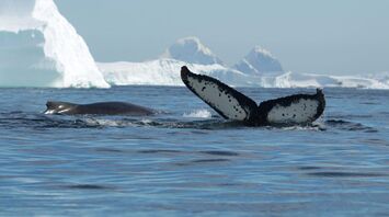 Whales in the Antarctic