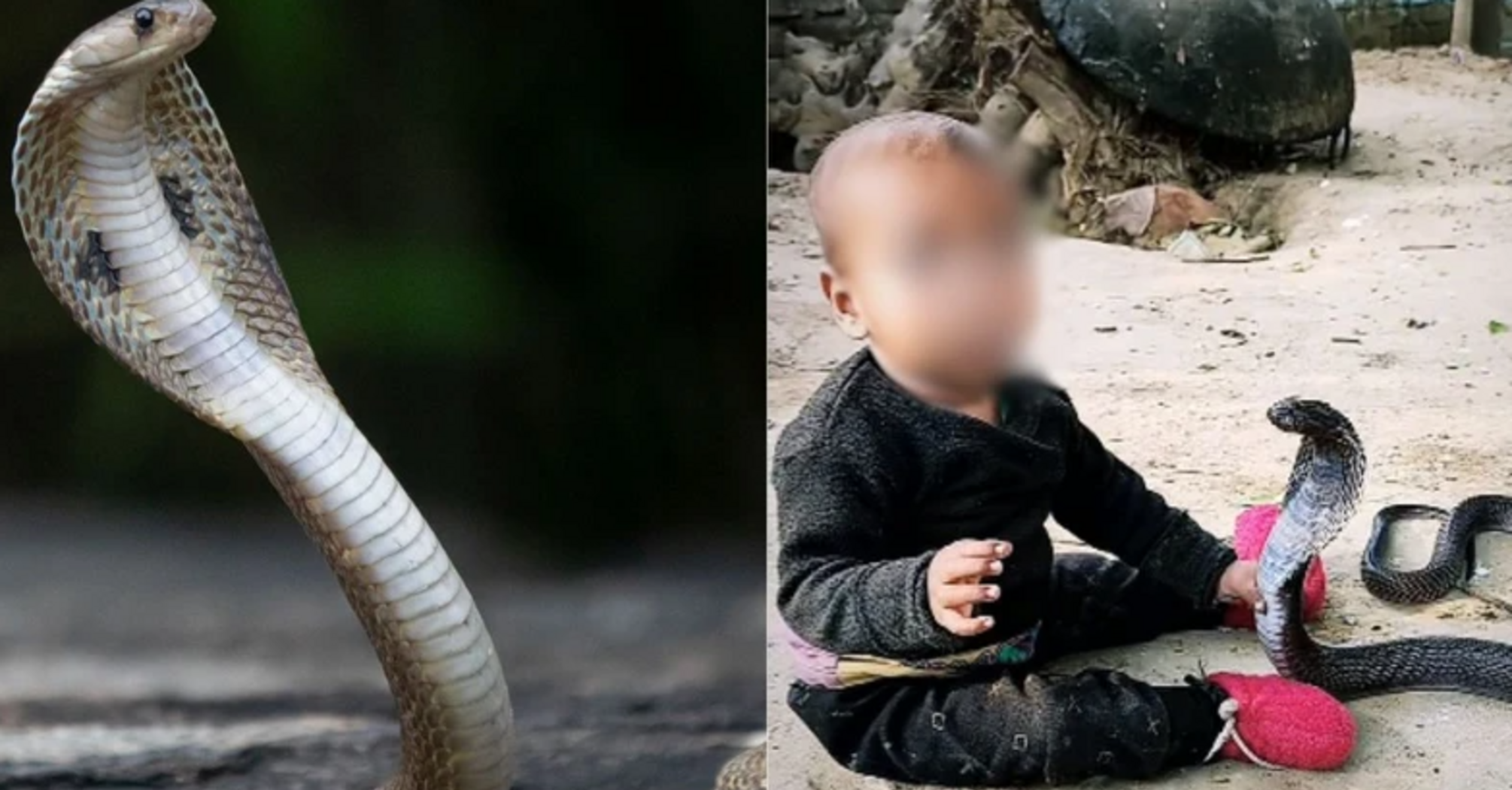 A baby with a royal cobra