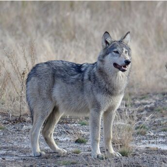 Wolves in the Chornobyl zone seem to have developed anti-cancer abilities