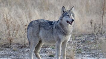 Wolves in the Chornobyl zone seem to have developed anti-cancer abilities