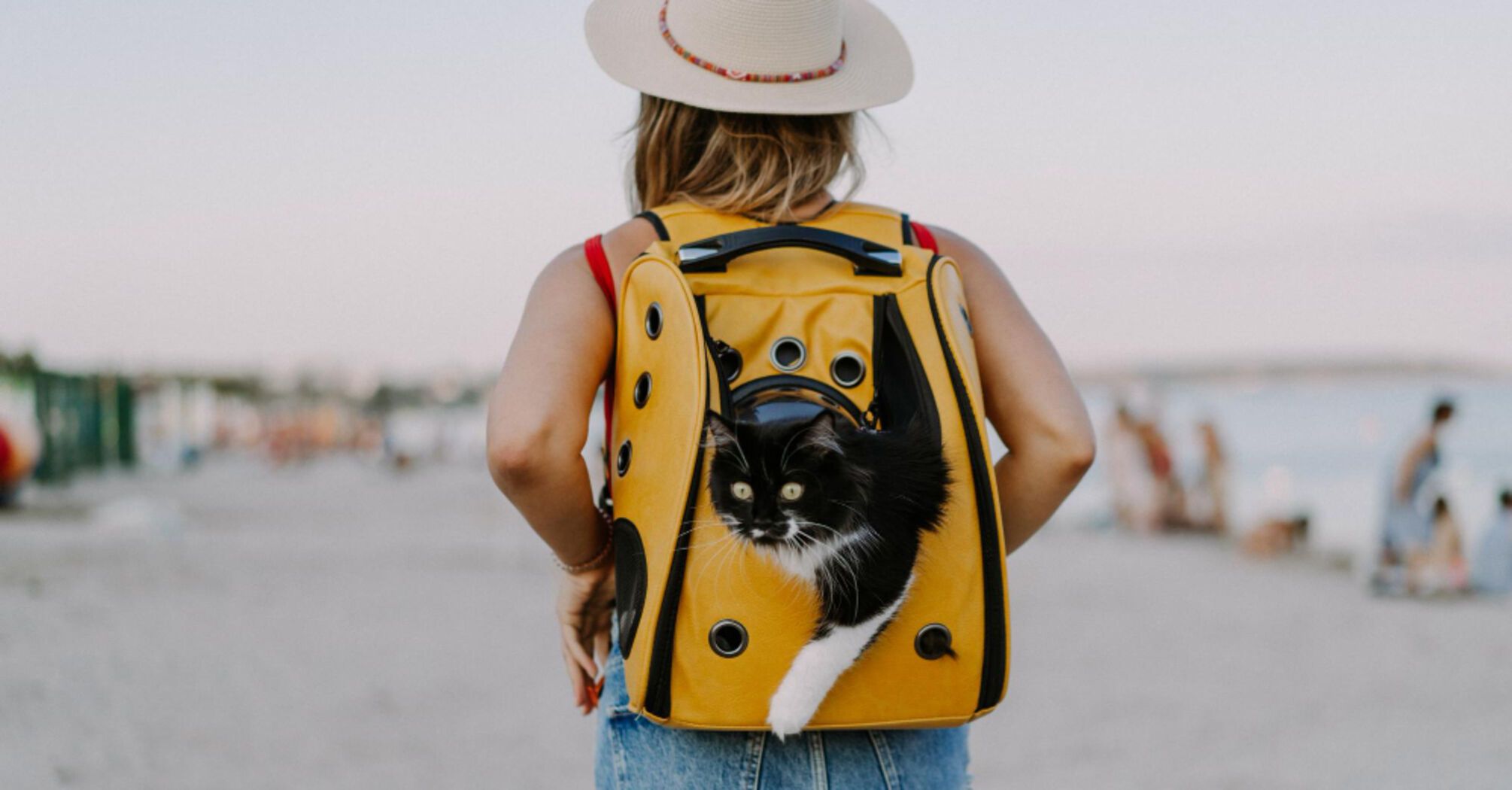 How to travel safely with your pets: expert tips