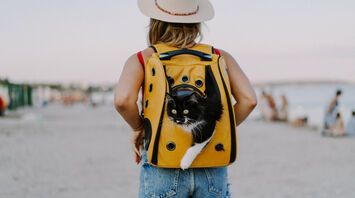 How to travel safely with your pets: expert tips