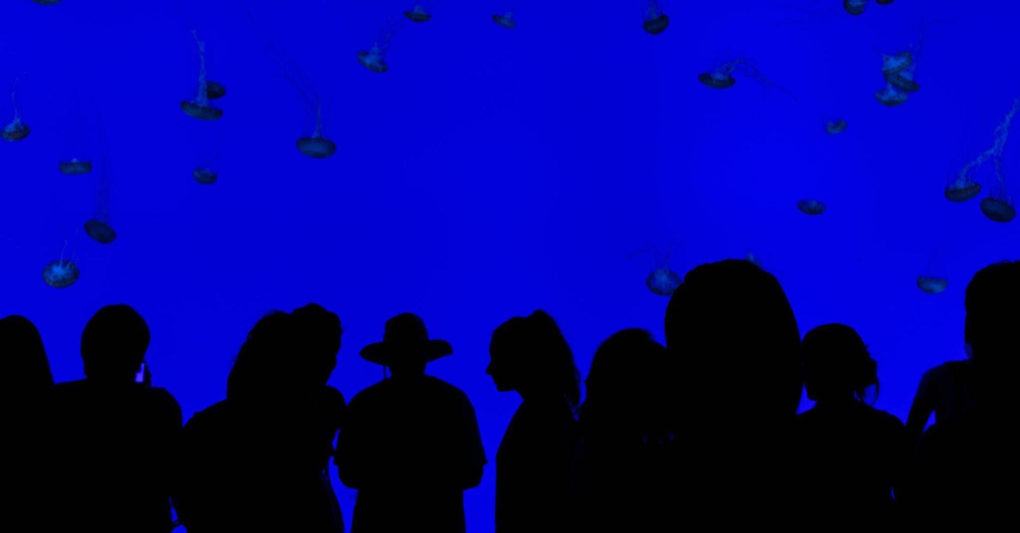 A group of people looking at jellyfishes behind glass