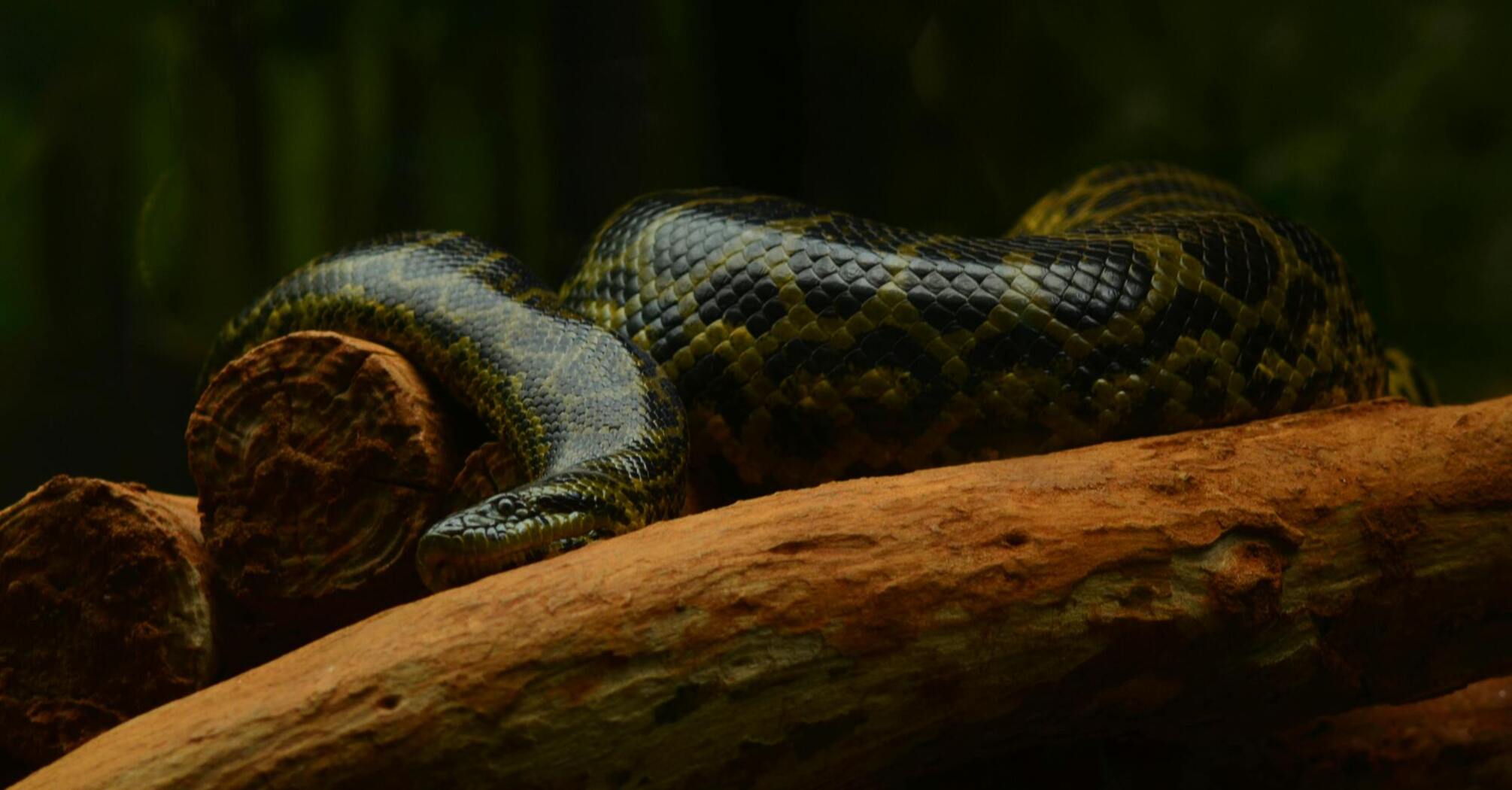 In the Amazon jungle, a new species of giant snake has been found