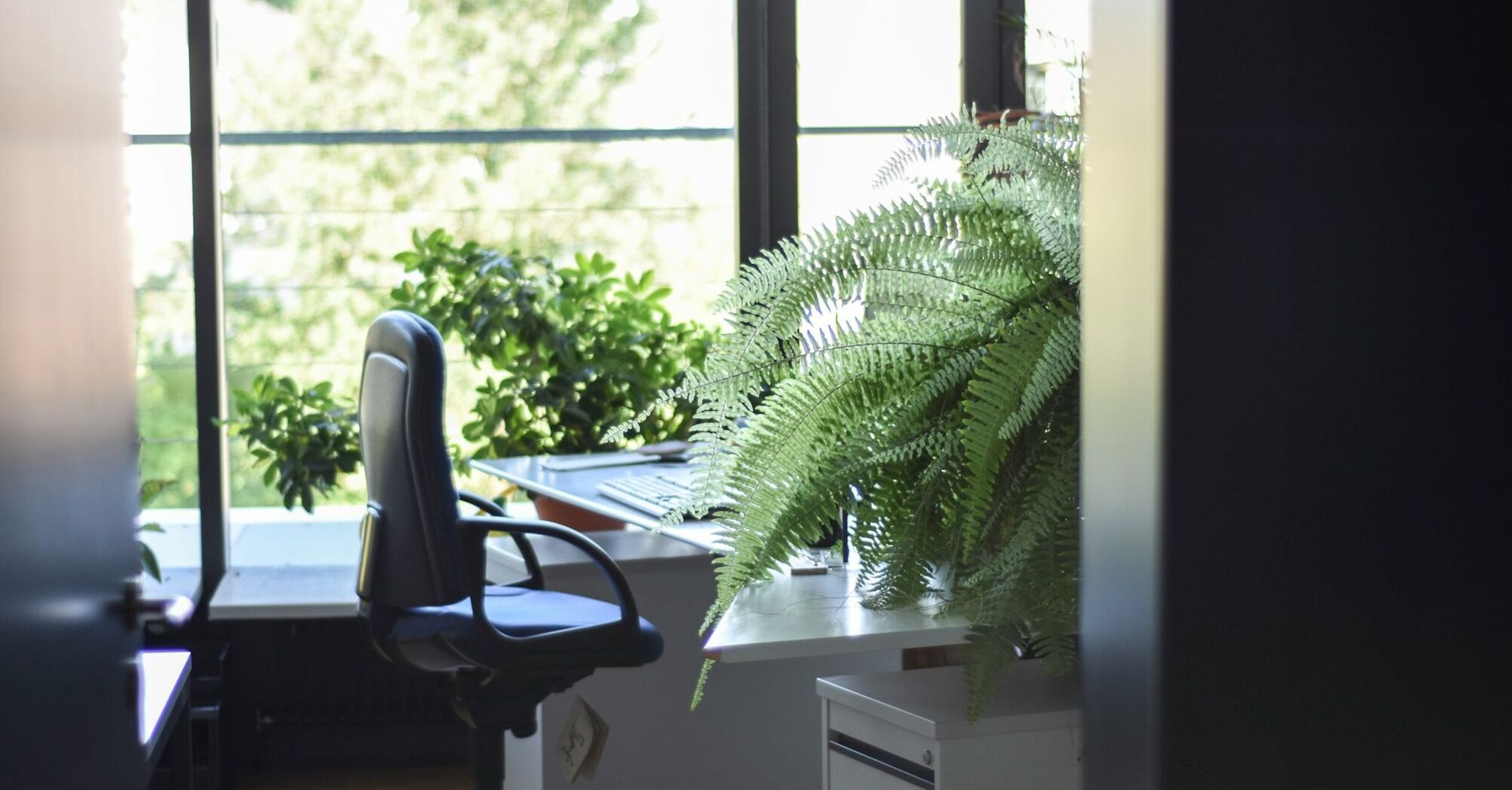 A serene office space with a lush fern, comfortable desk chair, and a view of greenery through a bright window, promoting a calm work environment