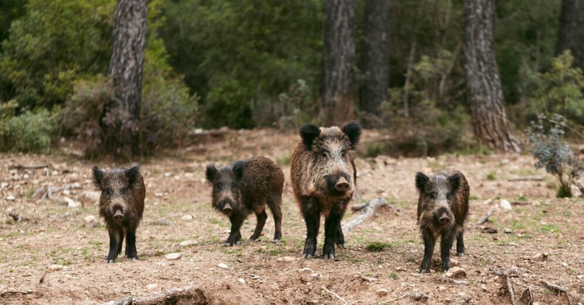 Spanish authorities are fighting the boar invasion in parks