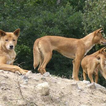 Wild dingo dogs