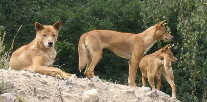 Wild dingo dogs
