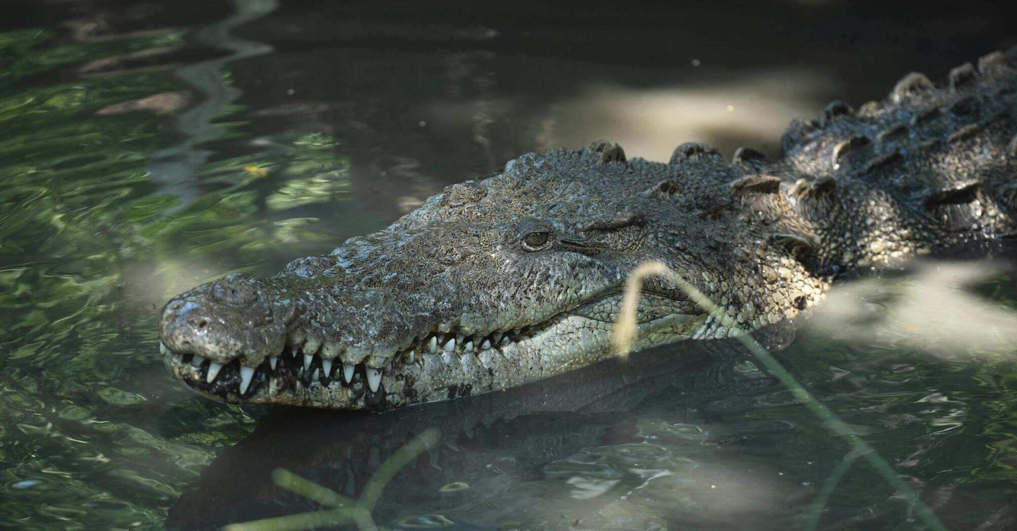 Alligator on golf course nearly pushes players into pond