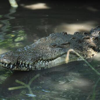 Alligator on golf course nearly pushes players into pond
