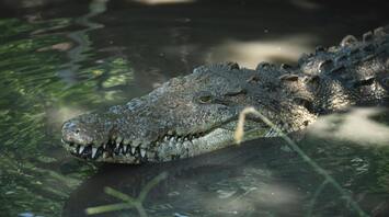 Alligator on golf course nearly pushes players into pond