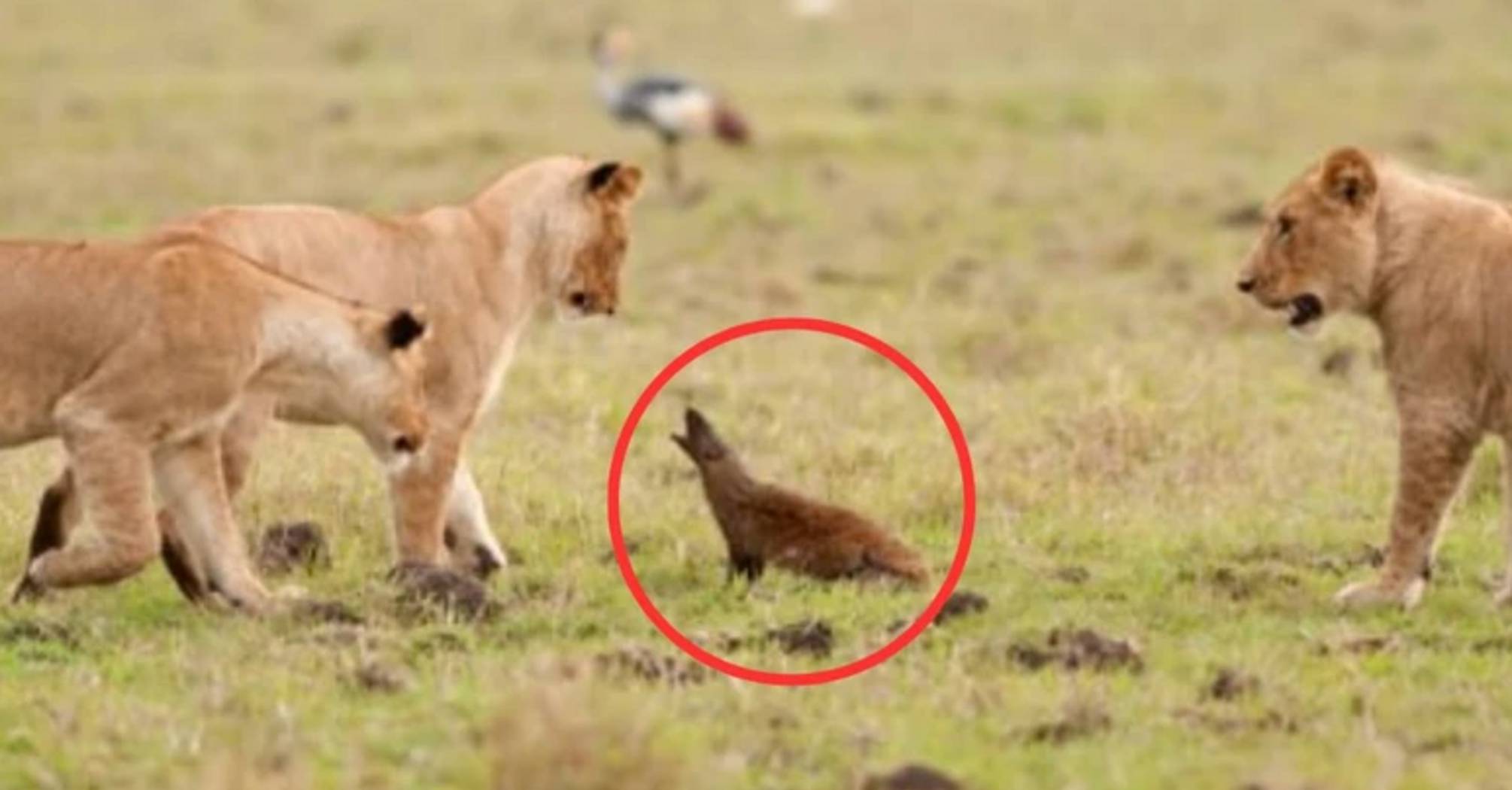 Brave mongoose fearlessly confronts majestic lions